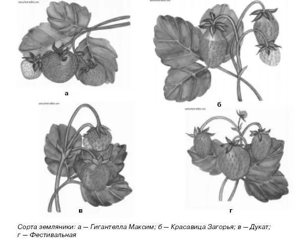 Смородина и крыжовник Ribes Grossularia Семейство крыжовниковых Черную - фото 104