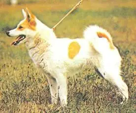 ПроисхождениеНорботтеншпиц северная собака происхождение которой - фото 94