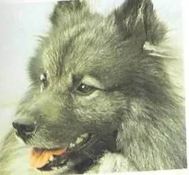 ПроисхождениеКеесхонд собака арктического происхождения В его венах течет - фото 103