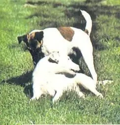 ОписаниеФокстерьер обладает отличными качествами охотничьей собаки крепкими - фото 105
