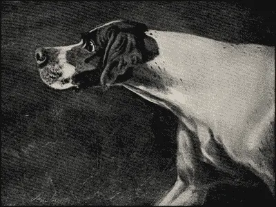 Голова пойнтера Снимокъ съ картины художника Д Эрлъ писанной въ 1898 году - фото 28