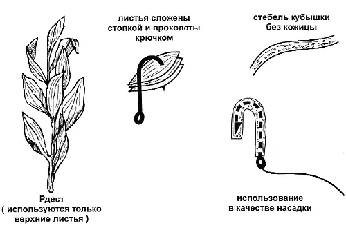 Рис 43 Насаживание на крючок водных растений Но в начале лета в средней - фото 91