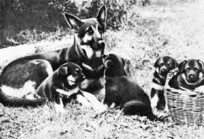 Твой друг Сборник по собаководству 1973 г - фото 67