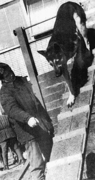 Твой друг Сборник по собаководству 1973 г - фото 85