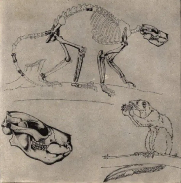 Плезиадапис так называют древнейшего примата жившего в начале третичного - фото 4