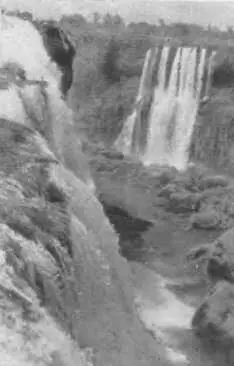 Водопады Игуасу Бразильские сосны араука - фото 58