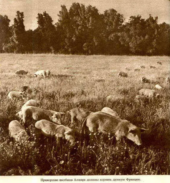 Африка грёз и действительности Том 1 все фотографии - фото 26