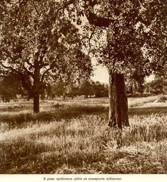 Африка грёз и действительности Том 1 все фотографии - фото 27