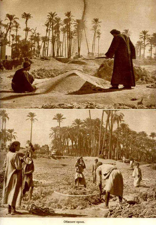 Африка грёз и действительности Том 1 все фотографии - фото 114