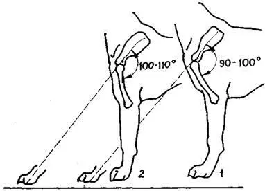 Рис 5 Плечо собаки 1 правильное 2 прямое Рис 6 Постав передних - фото 5