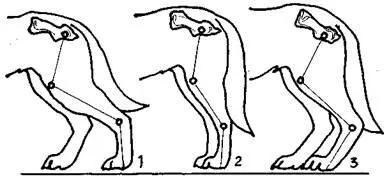 Рис 7 Постав задних конечностей при смотре сбоку 1 правильный 2 - фото 7