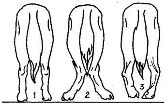 Рис 8 Постав задних конечностей при смотре сзади 1 правильный 2 - фото 8