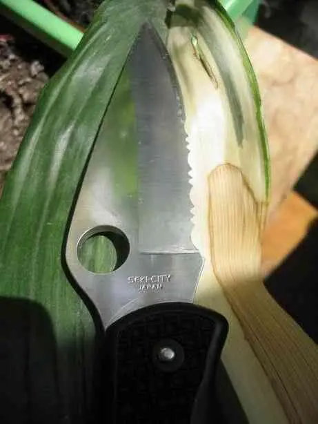 SPYDERCO NATIVE III Автор Silver Дата создания 28 июня 2005 г На N - фото 915