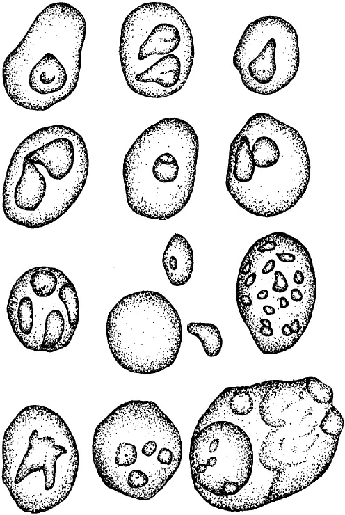 Piroplasma Canis РЕКОМЕНДОВАННЫЙ СПОСОБ ЛЕЧЕНИЯ Специфическая терапия - фото 3