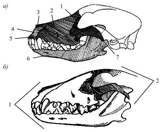 Рис 2 Отделы черепа собаки а лицевой отдел 1 слезная кость os - фото 2
