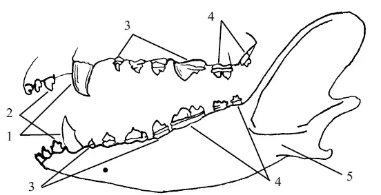 Рис 3 Внешний вид зубов собак 1 клыки 2 резцы 3 премоляры 4 - фото 3
