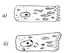 Рис 7 Энамелобласты а энамелобласты I типа с наличием микровыростов - фото 7