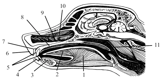 Рис 11 Сагиттальный разрез головы собаки 1 тело языка corpus linguae 2 - фото 11