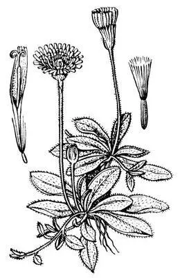 Ястребинка волосистая а цветок б семянка с хохолком Ястребиные - фото 9