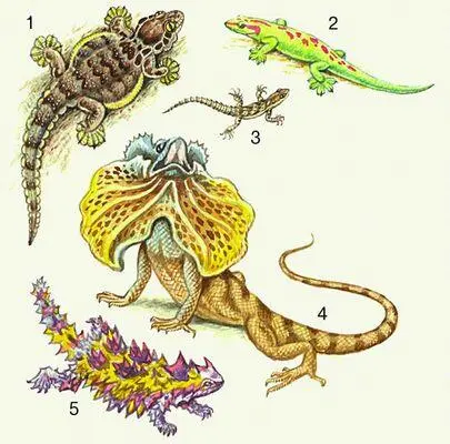 Ящерицы 1 Лопастехвостый геккон 2 Мадагаскарский геккон 3 - фото 3