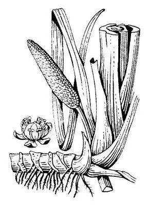Аир Acorus calamus корневище с основанием стебля соцветие и цветок - фото 1
