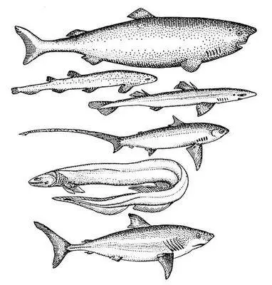 Акулы сверху вниз гренландская морской кот колючая морская лисица - фото 107