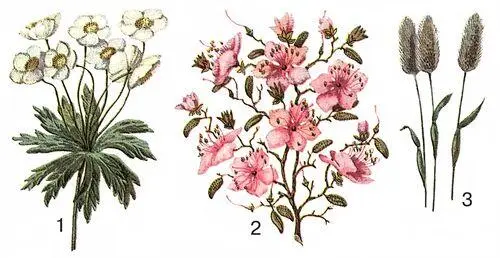 Альпийская растительность 1 анемона нарциссовая Anemone narcissiflora - фото 268