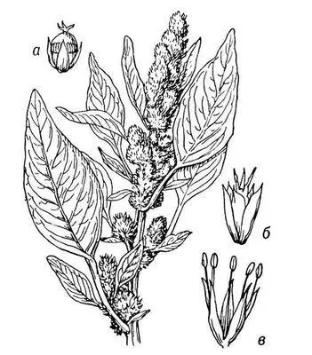 Амарант Amaranthus retroflexus а раскрывшийся плод б пестичный цветок - фото 13