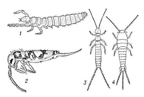Аптериготы 1 Eosentomon transitorum отр бессяжковые 2 Entomobrya - фото 35
