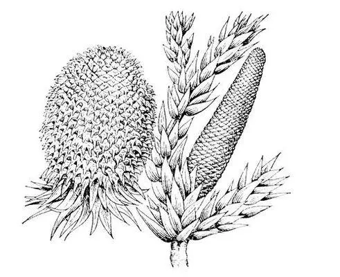 Шишки Araucaria angustifolia Арафат Ясир АрафатЯсир партизанская кличка - фото 40