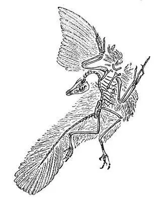 Archaeopteryx lithographica Археорнис Археорнисот архео и греч ornis - фото 328