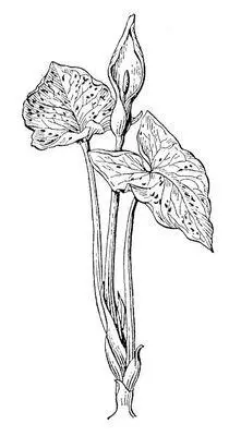 Аронник пятнистый Аронниковые АронниковыеAraceae семейство однодольных - фото 265