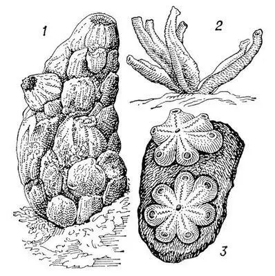 Асцидии 1 и 2 одиночные З колониальная 1 Phallusia mammillata 2 - фото 74