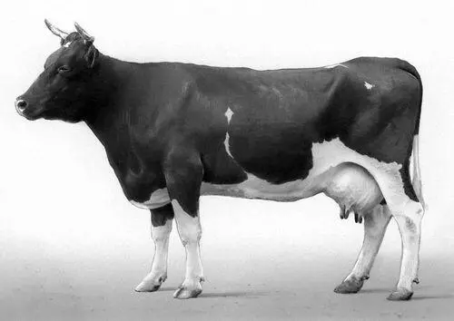 Корова аулиеатинской породы Аулы Аулыпосёлок городского типа в - фото 5