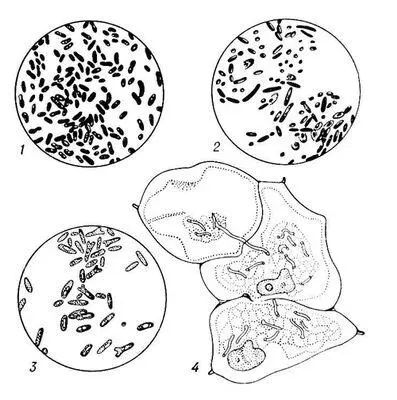 Азотфиксирующие микроорганизмы 1 Azotobacter vinelandii 2 Clostridium - фото 125