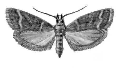 Бабочки Шоколадная огневка Ephestia elutella Европа Ср Азия Сев и Юж - фото 41