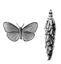 Бабочки Мешочница одноцветная Canephora unicolor Европа Вост Азия - фото 48