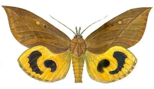 Бабочки Совка змеинокрылая Ophioderus tyranus Д Восток Уссури - фото 53
