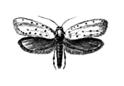 Бабочки Яблонная моль Hyponomeuta malinellus Европа Ср Азия Вредитель - фото 55