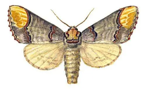 Бабочки Лунка серебристая Phalera bucephala Европа Сибирь Д Восток - фото 56