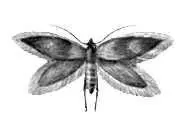 Бабочки Мелкокрыл калужницевый Micropteryx calthella Европа Бабочки - фото 58