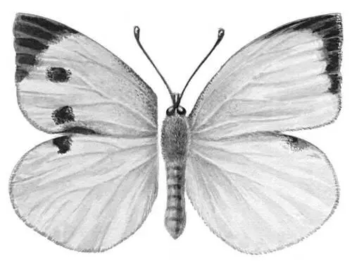 Бабочки Капустница Pieris brassicae Европа Ср Азия Гималаи Вредитель - фото 65