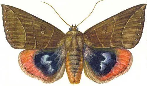 Бабочки Совка пухокрылая Lagoptera juno Д Восток ЮгоВост Азия - фото 68