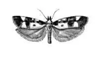 Бабочки Чернопятнистая этмия Ethmia funerella Европа М и Ср Азия - фото 70
