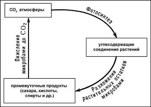 Рис 31 к ст Бактерии Рис 7 к ст Бактерии Вибрионы Рис 16 к ст - фото 242
