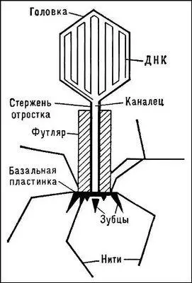 Схема строения частицы бактериофага Т2 кишечной палочки Бактериохлорофиллы - фото 254