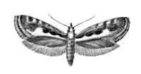 Бабочки Капустная моль Plutella maculipennis почти весь земной шар - фото 82