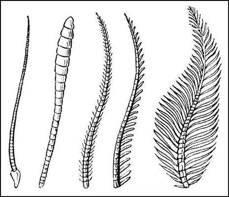 Рис 3 Типы усиков Бабочки Пяденица крыжовниковая Abraxas grossulariata - фото 84