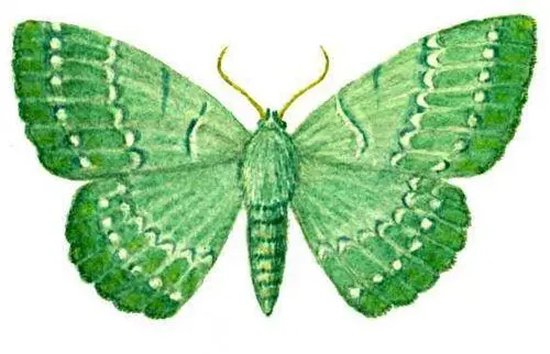 Бабочки Пяденица большая зеленая Hipparchus papilionaria Европа - фото 87