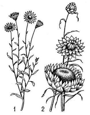 Бессмертники 1 сухоцветник однолетний Xeranthemum annuum 2 цмин - фото 490